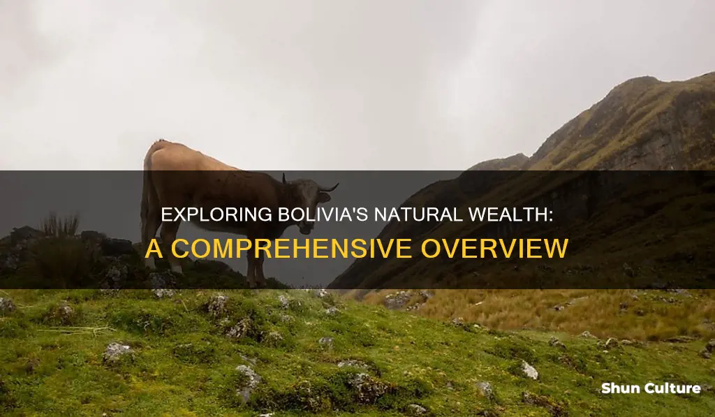 what natural resources does bolivia have