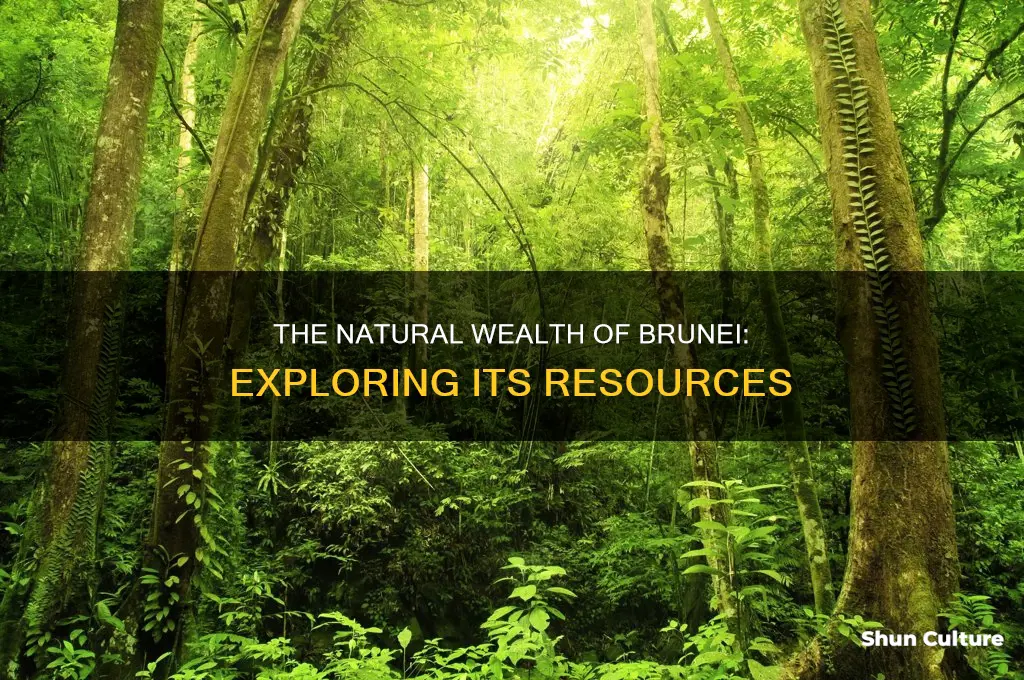 what natural resources does brunei have