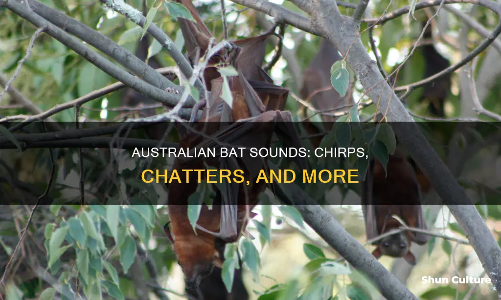 what noise does a bat make australia