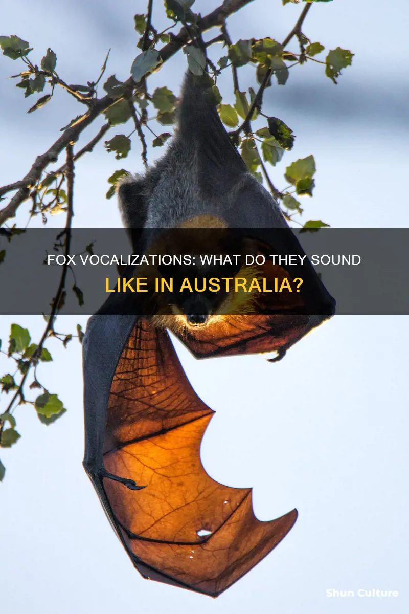 what noise does a fox make australia