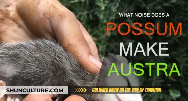 Australian Possum Sounds: What Noises Do They Make?
