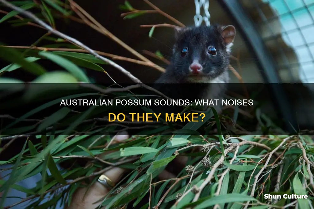what noise does a possum make australia