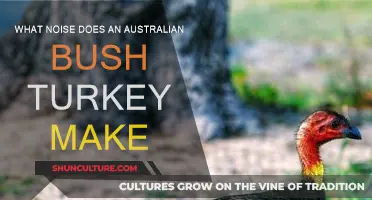 Bush Turkey Noises: What Sounds Do They Make?