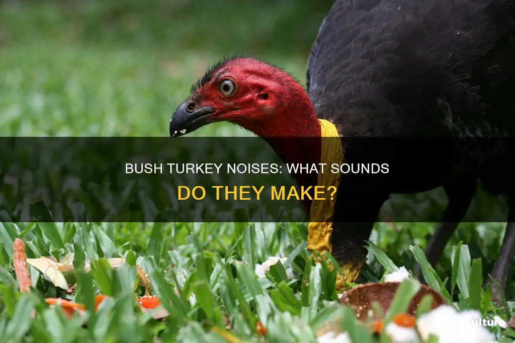 what noise does an australian bush turkey make