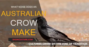 The Sounds of Australian Crows: What Noises Do They Make?