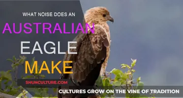 Australian Eagles: Their Unique Calls and Sounds