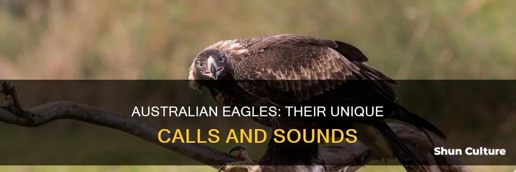 what noise does an australian eagle make