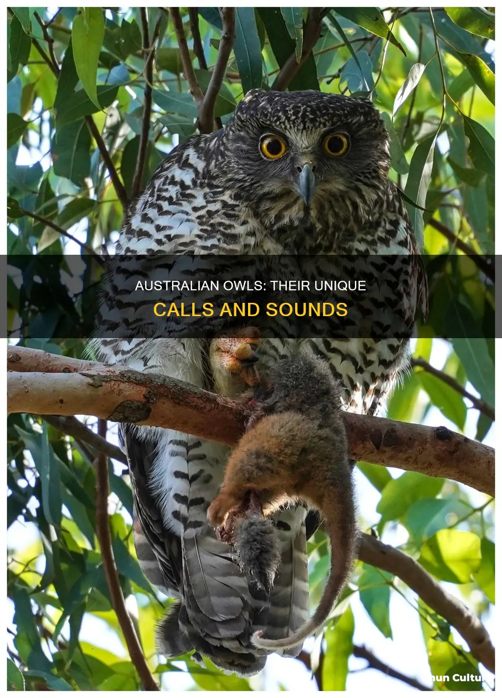 what noise does an australian owl make