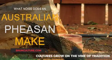 Discover the Unique Calls of Australian Pheasants