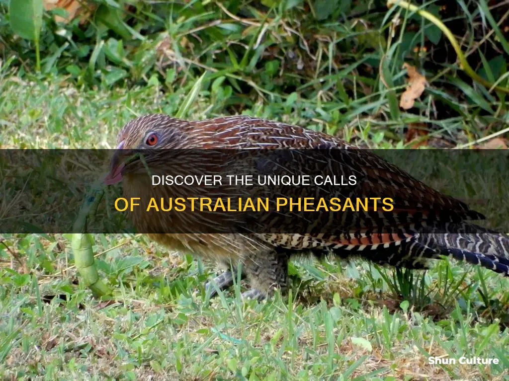 what noise does an australian pheasant make