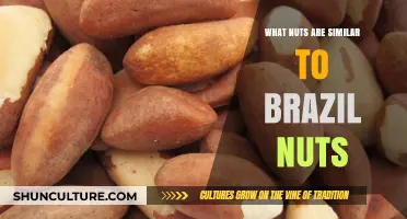 Discover Brazil Nut Alternatives: Similar Nuts for Flavor and Nutrition