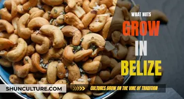 Belize's Nutty Harvest