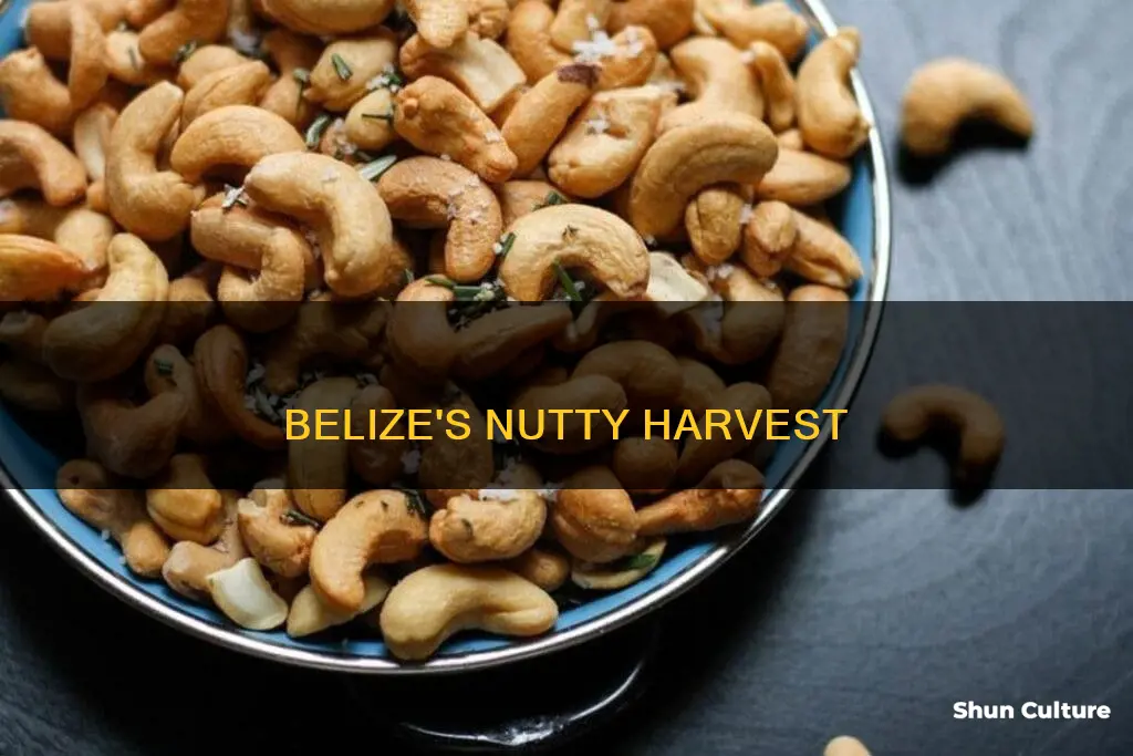what nuts grow in belize