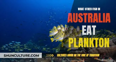Plankton-Eating Fish: Australia's Diverse Marine Life