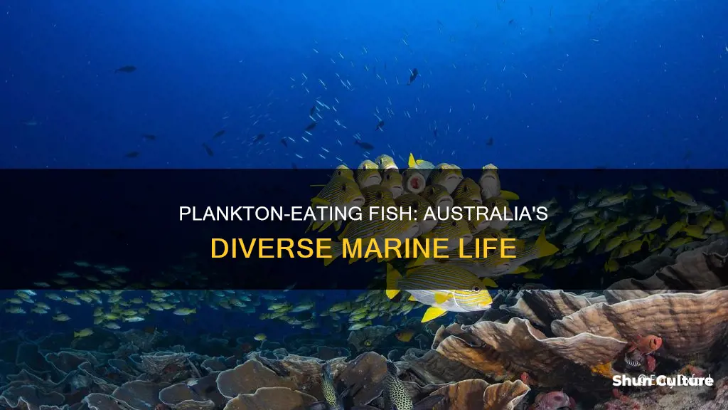 what other fish in australia eat plankton