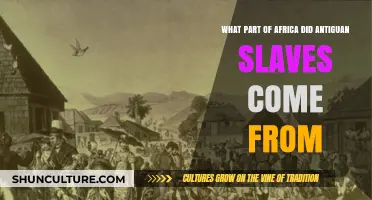 Tracing Antigua's Slave Origins: African Regions and Cultural Heritage