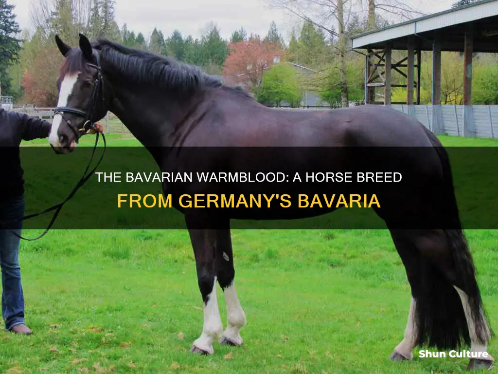 what part of germany does the bavarian warmblood come from