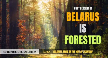 Forested Belarus: Exploring the Country's Green Landscape