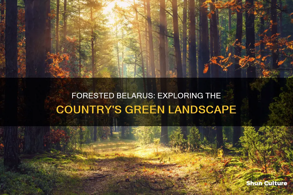 what percent of belarus is forested