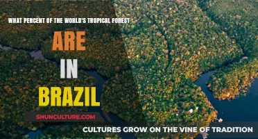 Brazil's Tropical Forests: How Much of the World's Share Do They Cover?
