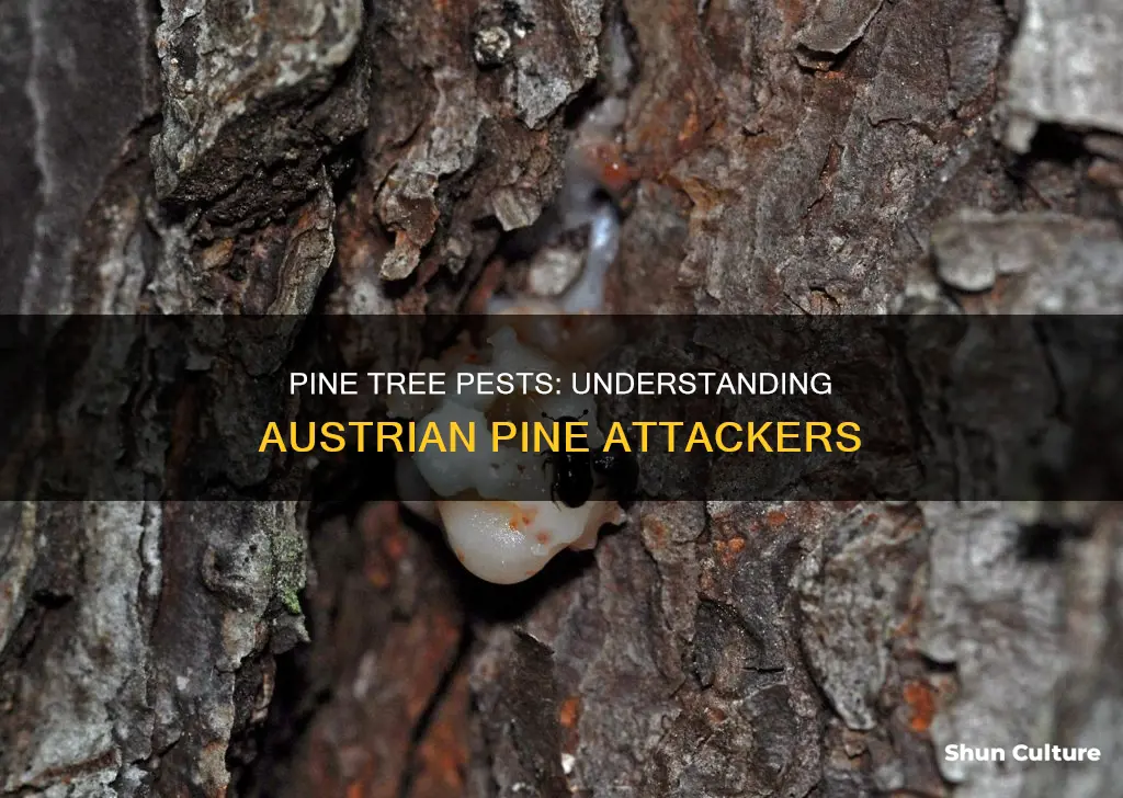 what pests attack austrian pine trees