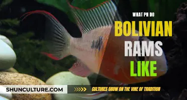 Bolivian Rams: The Preferred pH Range for Happy Fish