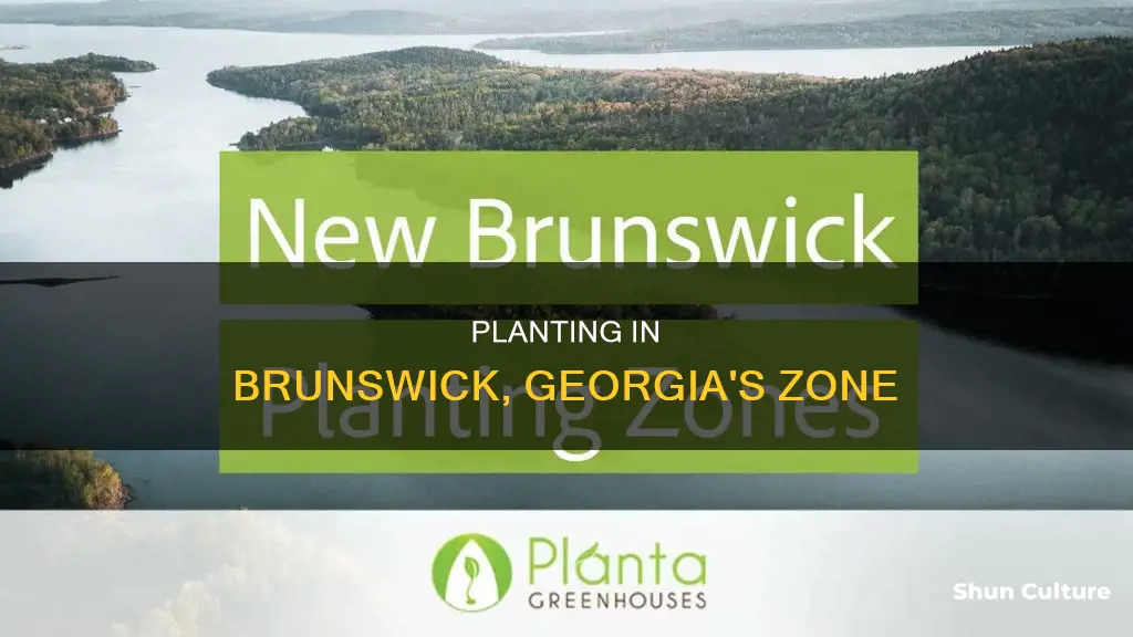 what planting zone is brunswick ga