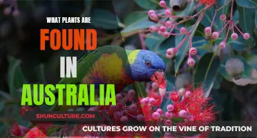 The Unique Flora of Australia: Exploring Native Plants