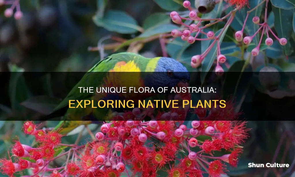 what plants are found in australia