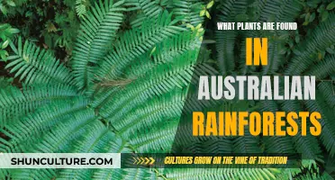 Exploring Australia's Rainforest Flora: A Diverse Natural Treasure