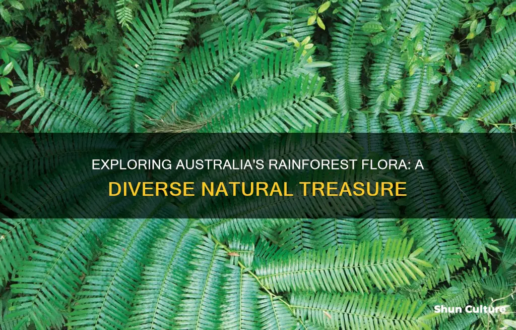 what plants are found in australian rainforests
