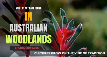 Australian Woodlands: Exploring the Unique Plant Life