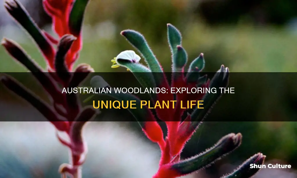 what plants are found in australian woodlands