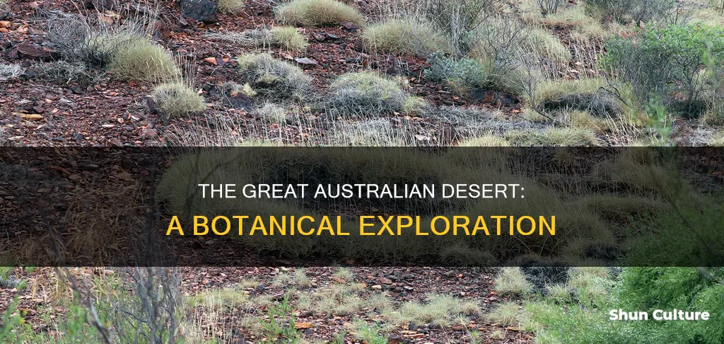 what plants are found in great australian desert