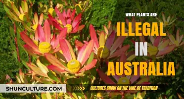 Australia's Most Dangerous Outlaw Plants