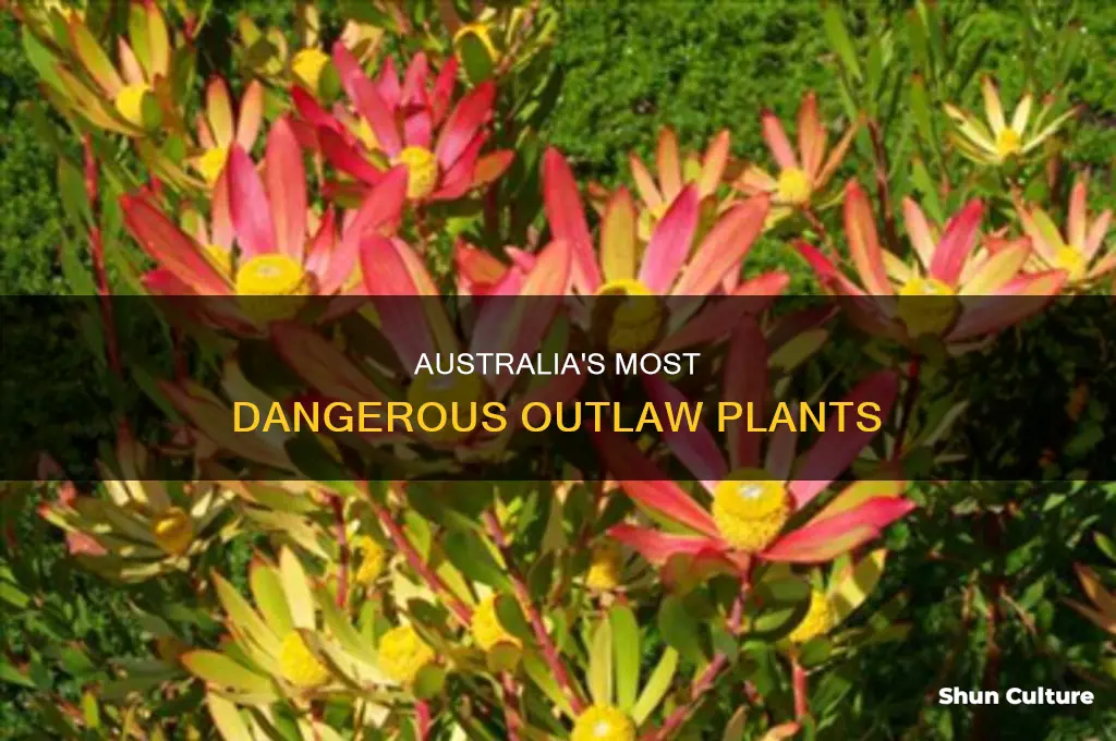 what plants are illegal in australia