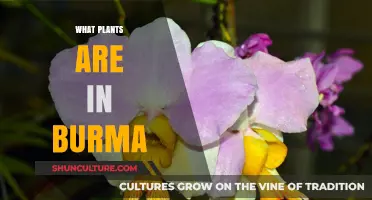 Exploring Myanmar's Rich Botanical Diversity: A Guide to Native Plants