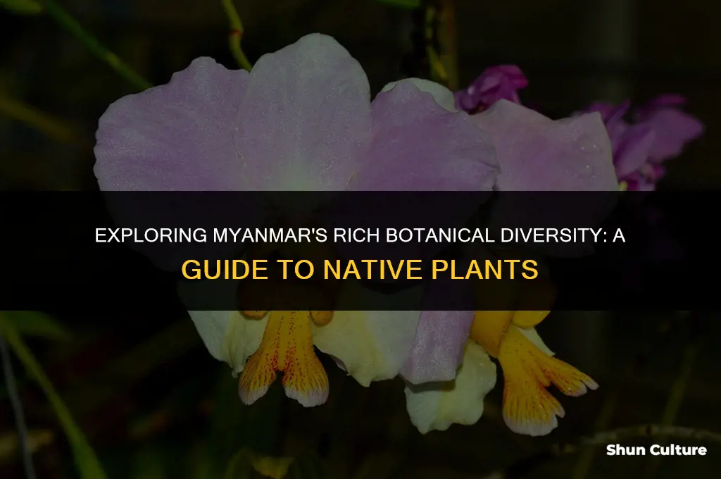 what plants are in burma