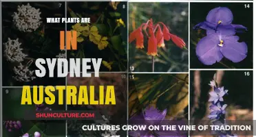 Discover Sydney's Diverse Flora: A Guide to Native Australian Plants