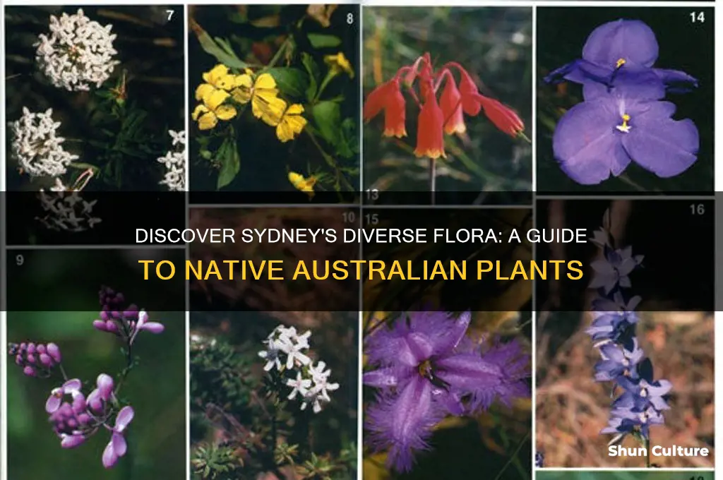 what plants are in sydney australia