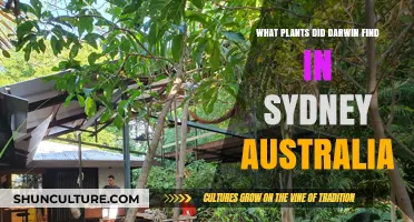 Darwin's Sydney Discoveries: Unveiling the Unique Plants He Encountered