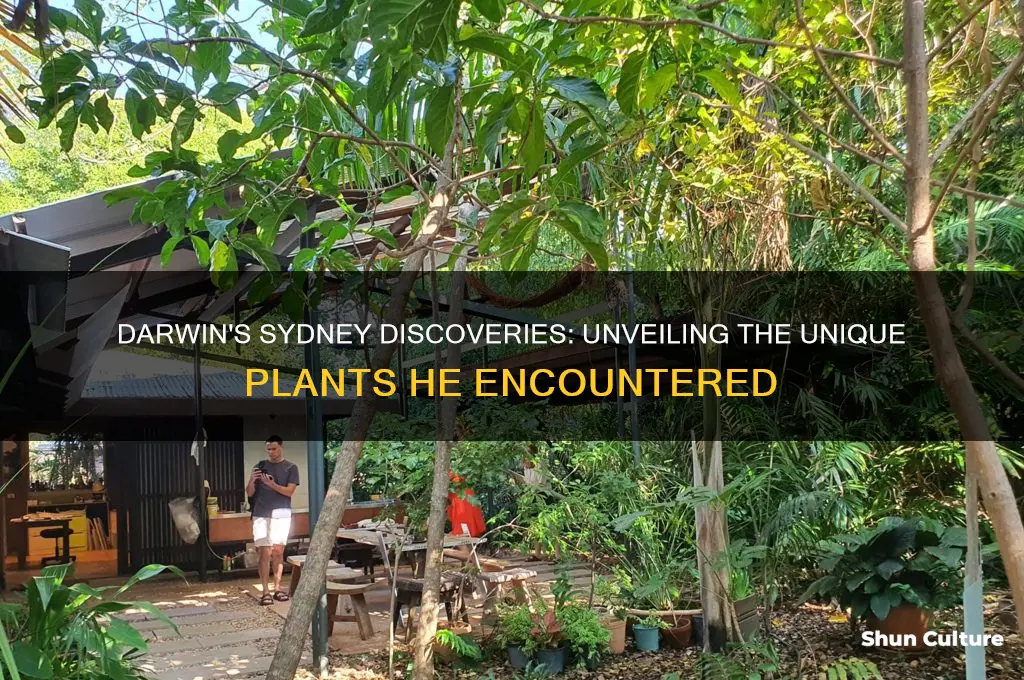what plants did darwin find in sydney australia