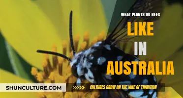 Attracting Aussie Bees: Top Native Plants They Love in Australia