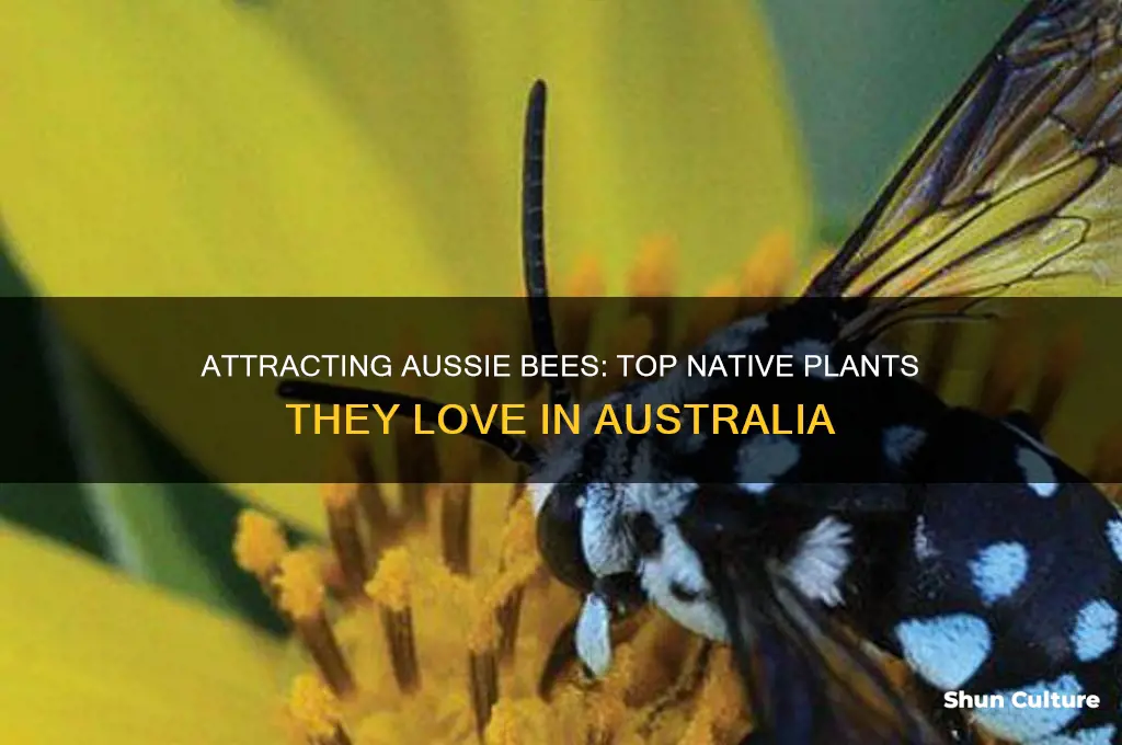 what plants do bees like in australia