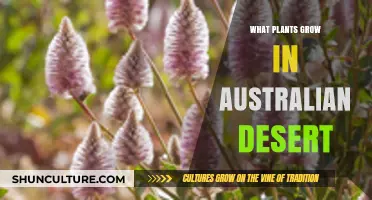 Australian Desert Plants: A Survival Guide