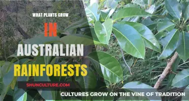 Australian Rainforest Plants: A Diverse Natural Habitat