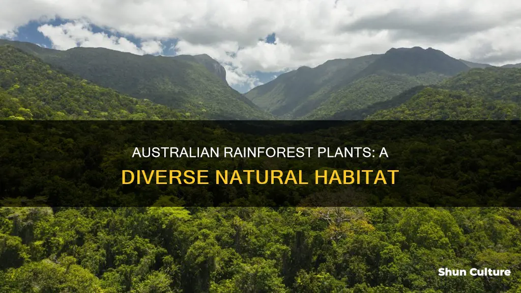 what plants grow in australian rainforests