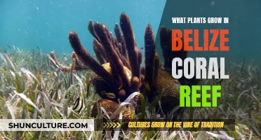 Plants of Belize's Coral Reef