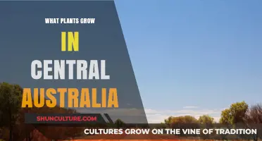 Central Australia's Unique Plant Life