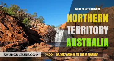 Exploring Northern Territory Australia's Unique Plant Life